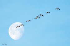 GooseMoon-545.jpg