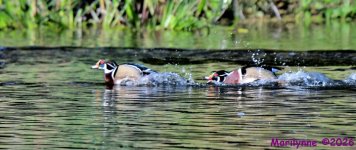 DSC_7578_001.JPG