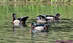 DSC_7597_001.JPG