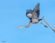 GBHTakeoff-543.jpg
