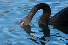 Black Swan1.jpg
