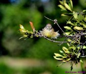 DSC_7692_001.JPG