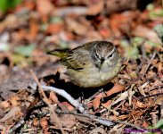 DSC_7696_001.JPG