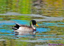 DSC_7745_001.JPG