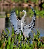 DSC_7753_001.JPG