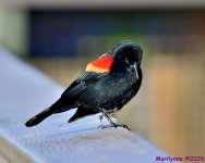DSC_7797_001.JPG