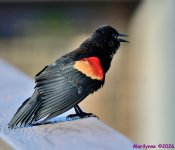 DSC_7799_001.JPG