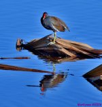DSC_7831_001.JPG
