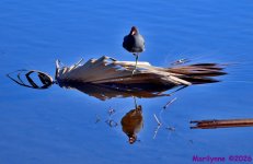 DSC_7845_001.JPG