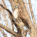 RedtailPerched-542.jpg