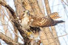 RedtailPerched-543.jpg