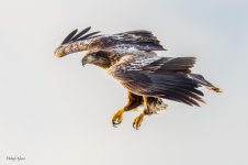 EagleFlight-542.jpg