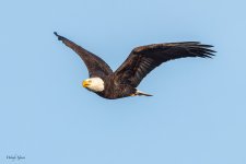 EagleFlight-543.jpg