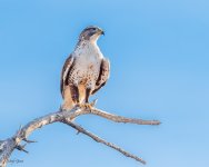FerruginousHawk-543.jpg