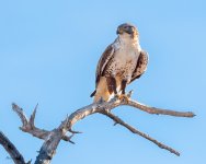 FerruginousHawk-544.jpg