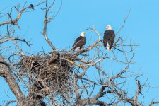 EagleNest-541.jpg