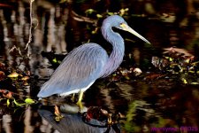 DSC_7851_001.JPG