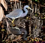DSC_7856_001.JPG