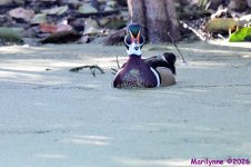DSC_7868_001.JPG