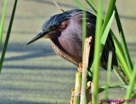 DSC_7880_001.JPG