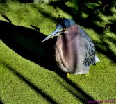 DSC_7902_001.JPG