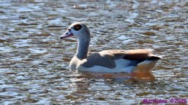 DSC_7917_001.JPG