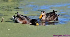 DSC_7946_001.JPG