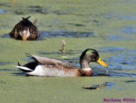 DSC_7953_001.JPG