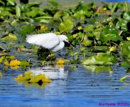 DSC_8031_001.JPG