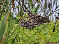 DSC_8094_001.JPG