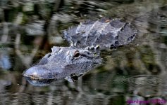DSC_8159_001.JPG