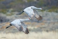 SandhillInFlight-544.jpg