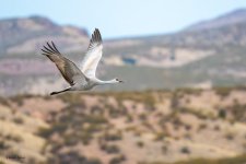 SandhillInFlight-545.jpg