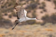 SandhillInFlight-546.jpg