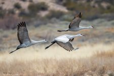 SandhillInFlight-548.jpg