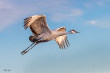 SandhillInFlight-550.jpg