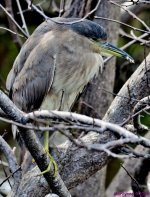 DSC_8180_001.JPG