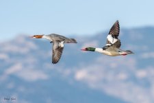 CommonMergansersFlight-543.jpg