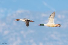 CommonMergansersFlight-544.jpg