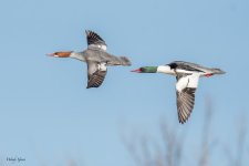 CommonMergansersFlight-545.jpg