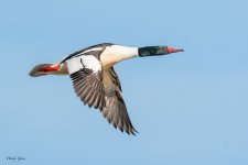 CommonMergansersFlight-548.jpg