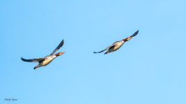 CommonMergansersFlight-549.jpg