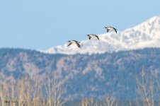 CommonMergansersFlight-550.jpg