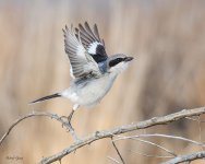NorthernShrikeSeries-548.jpg