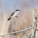 NorthernShrikeSeries-549.jpg
