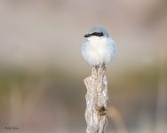 NorthernShrikeSeries-550.jpg