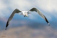 GullFlight-548.jpg