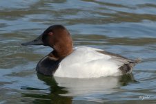 Canvasback sm.jpg