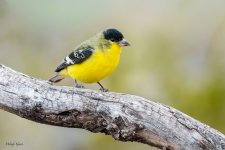 LesserGoldfinch-549.jpg