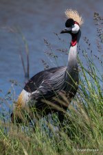 mara_18d3_1313_bp.JPG